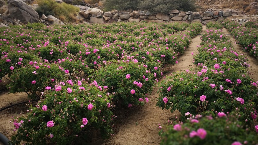 Roses of Taif rose plantation — March Hare national vision